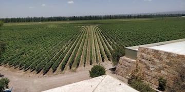 Un turista brasileño cayó 5 metros de una terraza de una bodega en Luján de Cuyo.