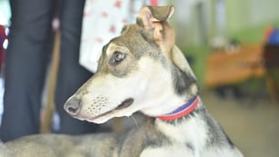 Servicios de Salud Animal y Zoonosis en Rafaela