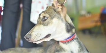 Servicios de Salud Animal y Zoonosis en Rafaela