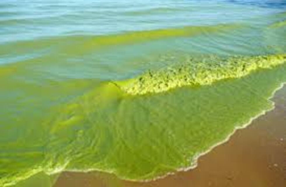 Preocupa la presencia de algas en los ríos