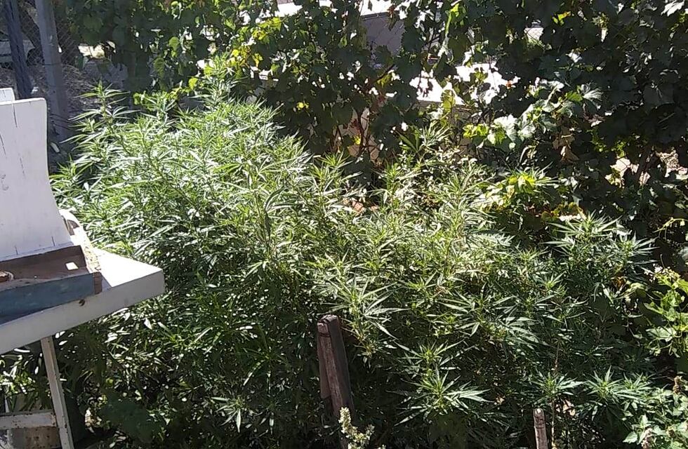 Dos detenidos y el secuestro de plantas de marihuana en San Rafael y General Alvear