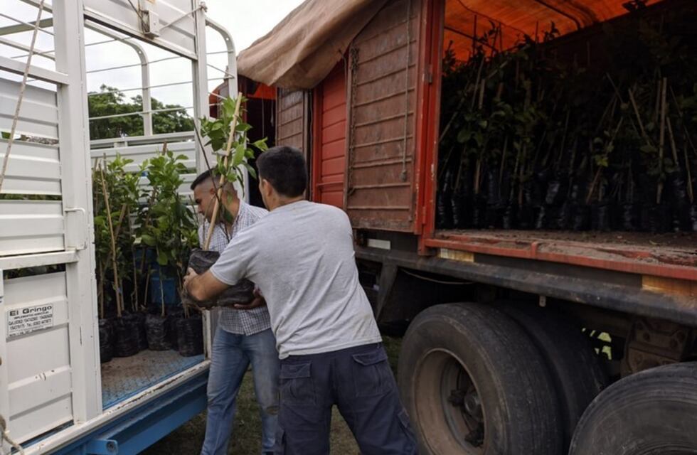 Plan Limón: San Luis del Palmar y Caá Catí fortalecen su cuenca citrícola con la llegada de más plantines