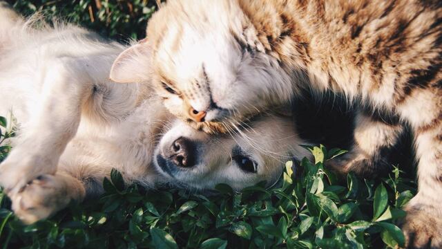 Cuánto sale tener una mascota: el presupuesto mensual que se necesita para adoptar un perro o un gato