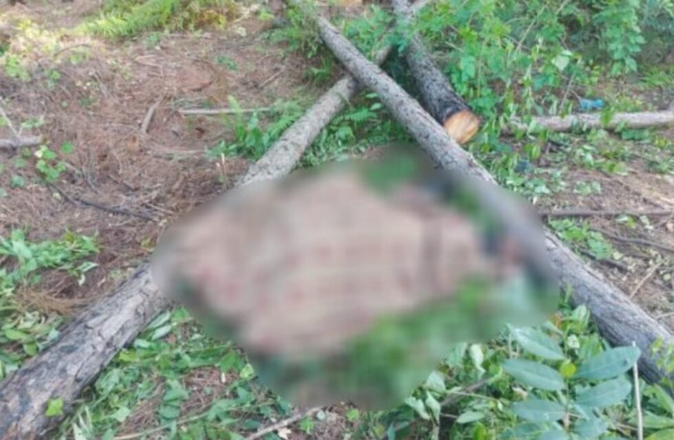 San Ignacio: trabajador rural falleció aplastado por un árbol