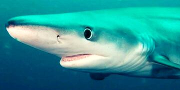 Un director de cine registró a un tiburón azul en las costas de la Península Valdés.