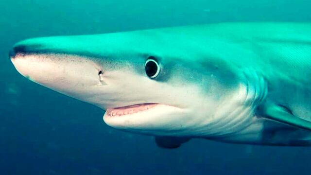 Un director de cine registró a un tiburón azul en las costas de la Península Valdés.