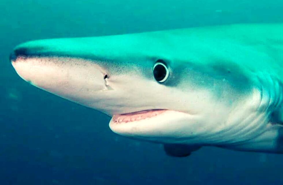 Un director de cine registró a un tiburón azul en las costas de Chubut mientras filmaba