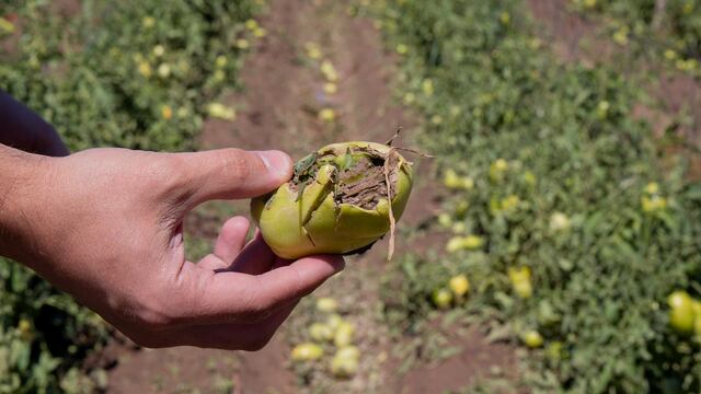 Maipú eximirá del pago de tasas municipales a productores del departamento.