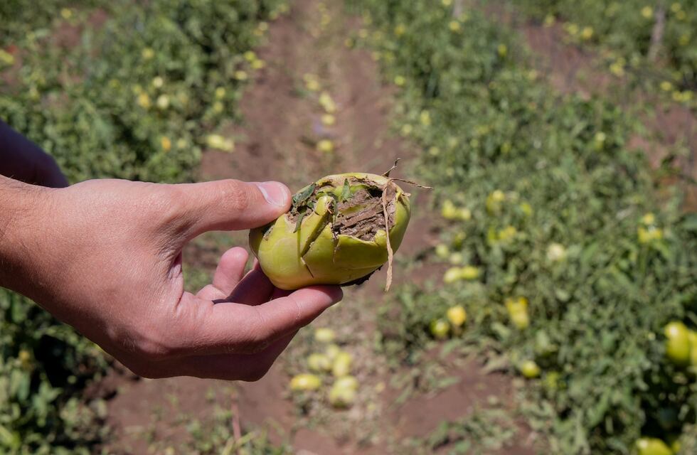 Maipú eximirá del pago de tasas municipales a productores del departamento