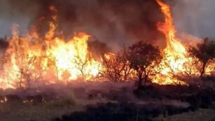 Incendio forestal en Alvear.