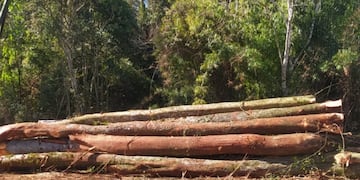 Detuvieron apeo ilegal de monte nativo y plantación de yerba en 25 de Mayo.