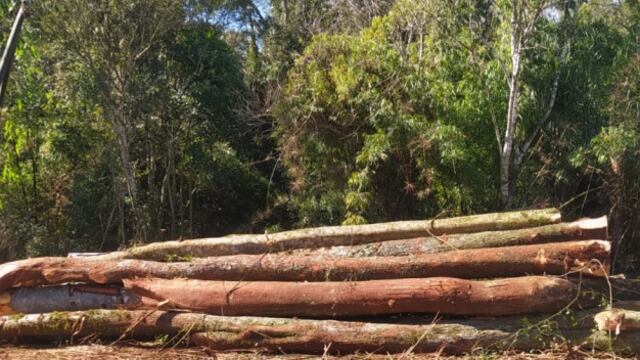 Detuvieron apeo ilegal de monte nativo y plantación de yerba en 25 de Mayo.
