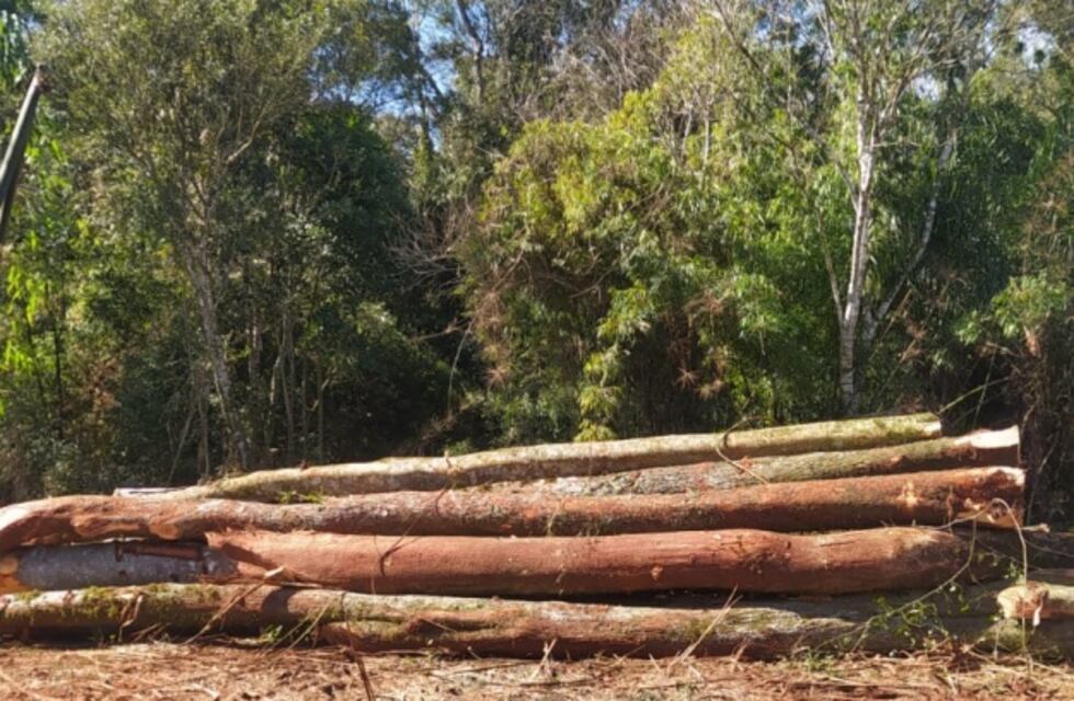Detuvieron apeo ilegal de monte nativo y plantación de yerba en 25 de Mayo