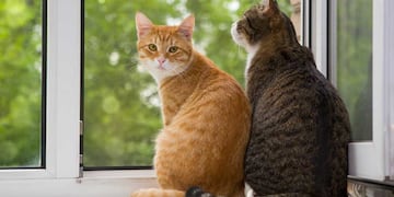 ¿Cuánto tiempo se puede quedar un gato solo en casa?