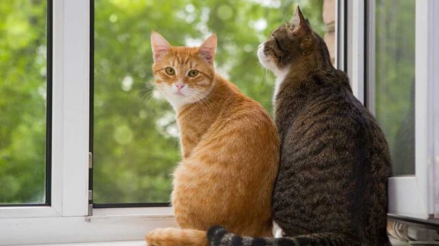 ¿Cuánto tiempo se puede quedar un gato solo en casa?