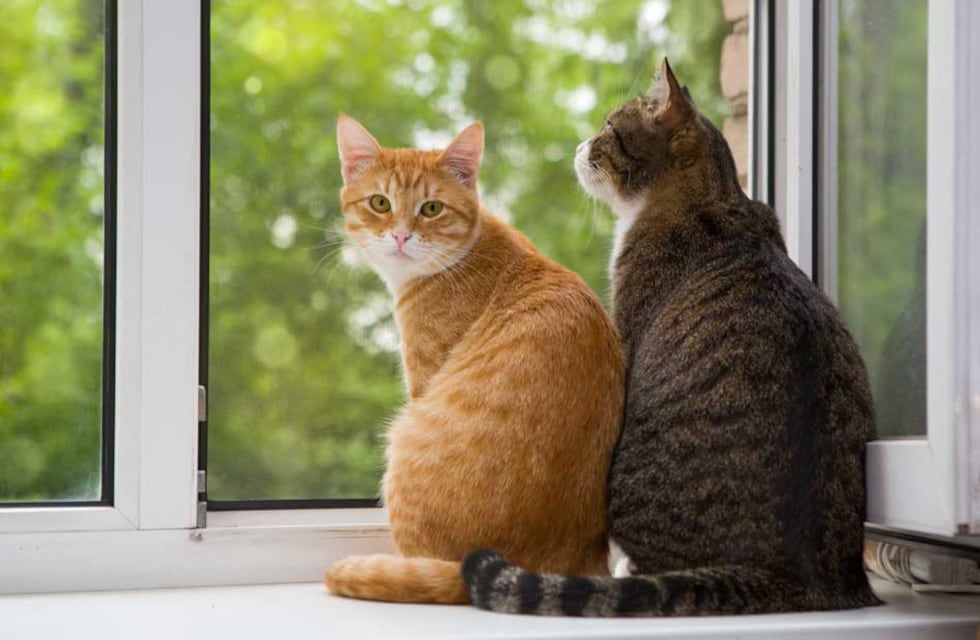 ¿Cuánto tiempo se puede quedar un gato solo en casa?