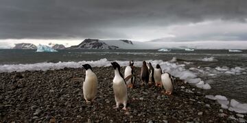 ARCHIVO - Pingüinos caminan por la orilla de Bahía Almirantazgo en Antártida, el 27 de enero de 2015.