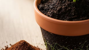 Para qué sirve colocar café molido en la tierra de las plantas: el truco casero que pocos conocen
