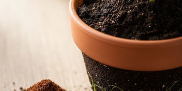 Para qué sirve colocar café molido en la tierra de las plantas: el truco casero que pocos conocen