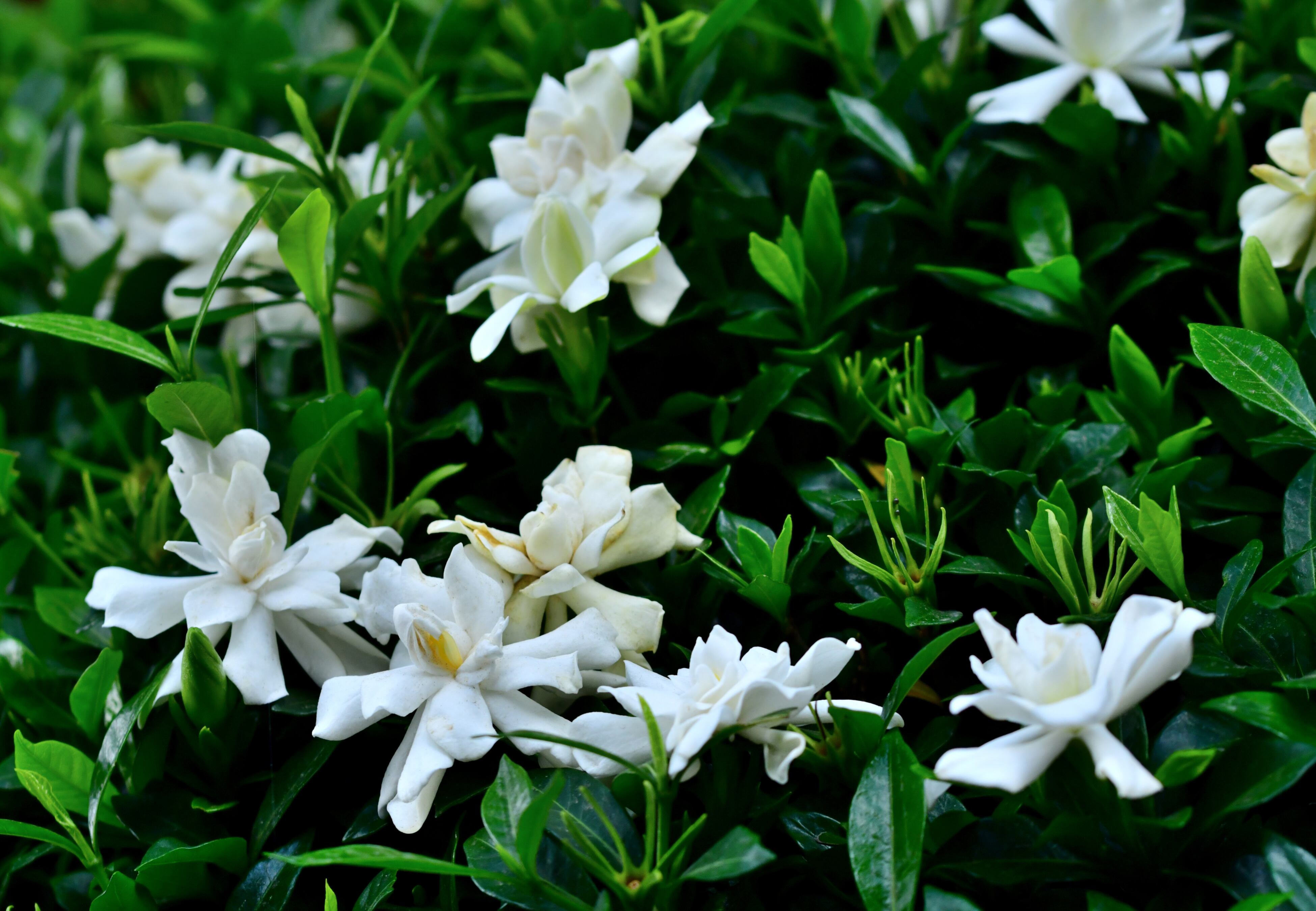Gardenia.