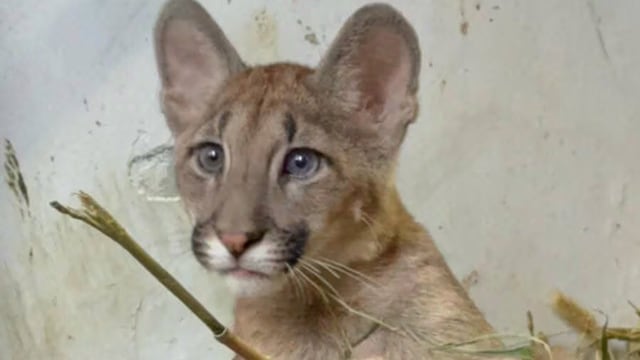Sambi, la pumita de ojos verdes y azules que llegó a Córdoba.