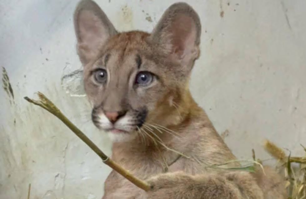 La odisea de Sambi, la pumita de ojos verdes y azules que llegó a Córdoba