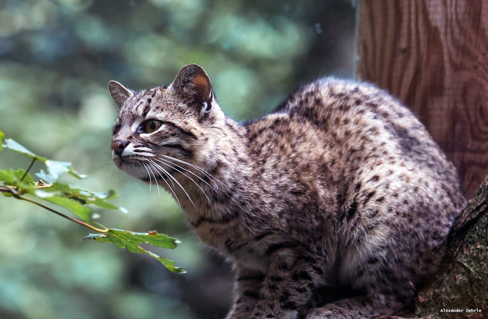 Foto viral: los incendios en Córdoba y la desgarradora imagen de un gato montés muerto por el fuego