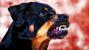 Un niño fue atacado por un rottweiler.