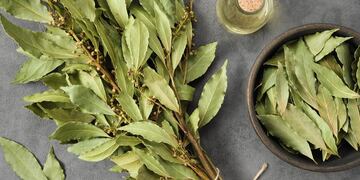 El dinero y la prosperidad siempre estuvieron a tu alcance: solo te faltaban estos rituales del laurel