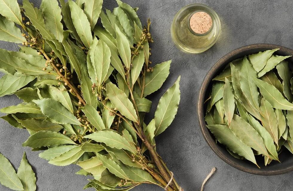 El dinero y la prosperidad siempre estuvieron a tu alcance: solo te faltaban estos rituales del laurel