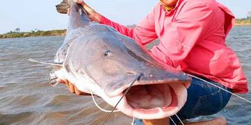 Pescaron más de 10 surubíes y se grabaron: la pesca de este ejemplar está vedada en Chaco (Imagen ilustrativa)