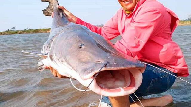 Denuncian que un correntino metió un surubí a su pileta. (Imagen ilustrativa).