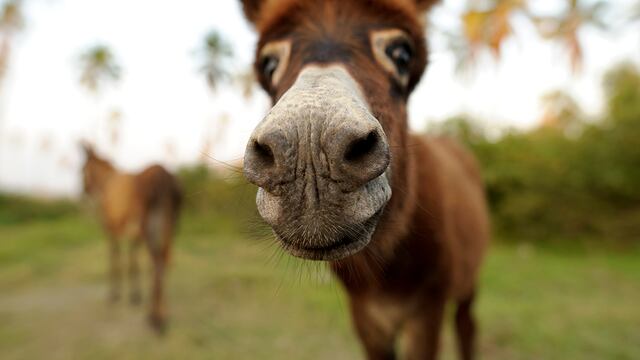 Dos nenes de La Rioja viajan en burro por más de una hora hacia la escuela. Imagen Ilustrativa.