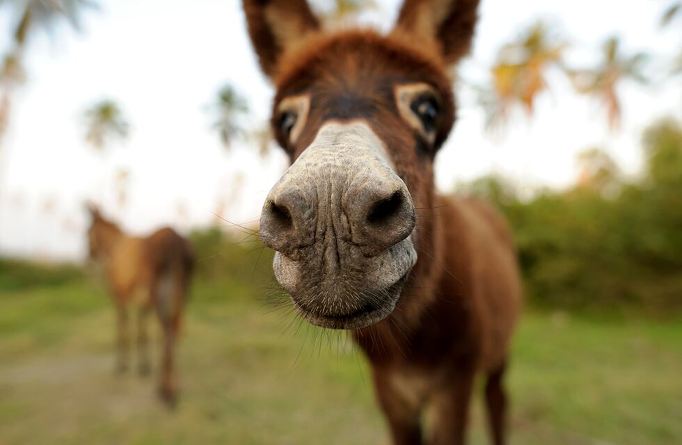 La Rioja: dos niños viajan en burro por más de una hora para asistir a la escuela