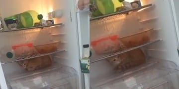 El gatito no aguantó más y en un descuido de sus dueños se "mandó" a la heladera.