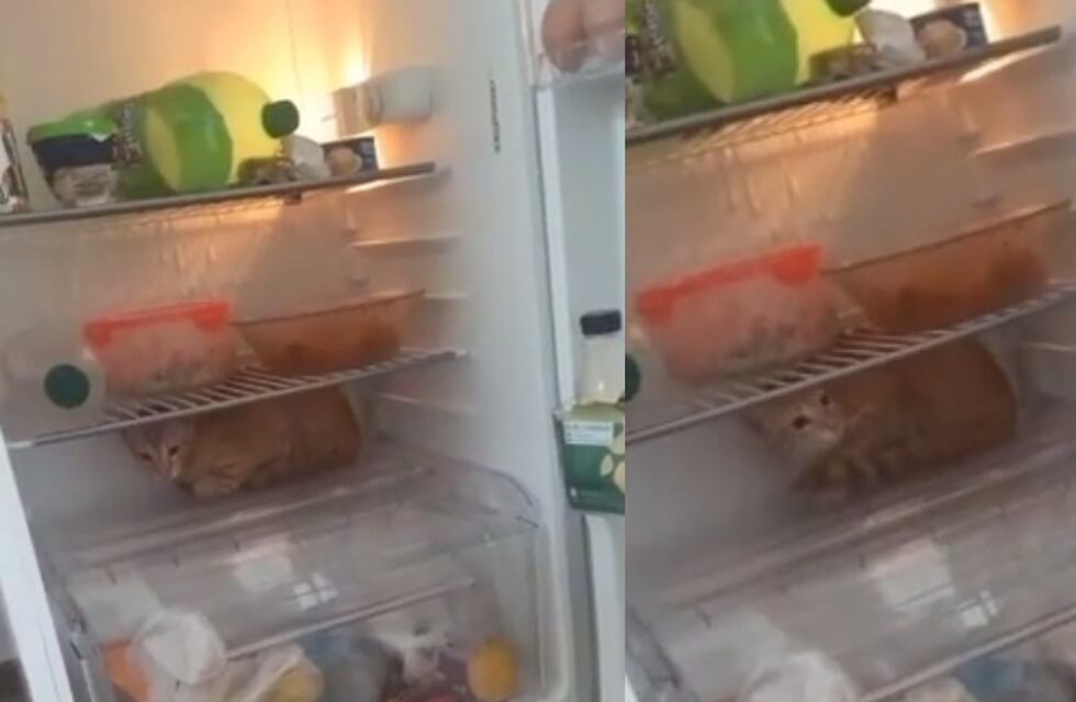 El gato viral cordobés: se encerró en la heladera por el calor