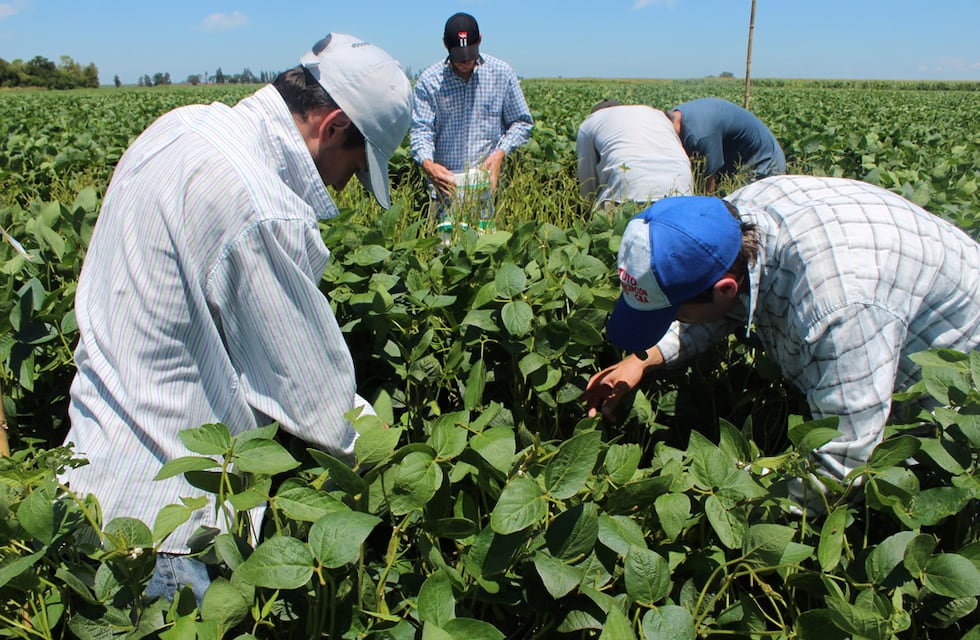 Cómo detectar daño mecánico en semillas de soja