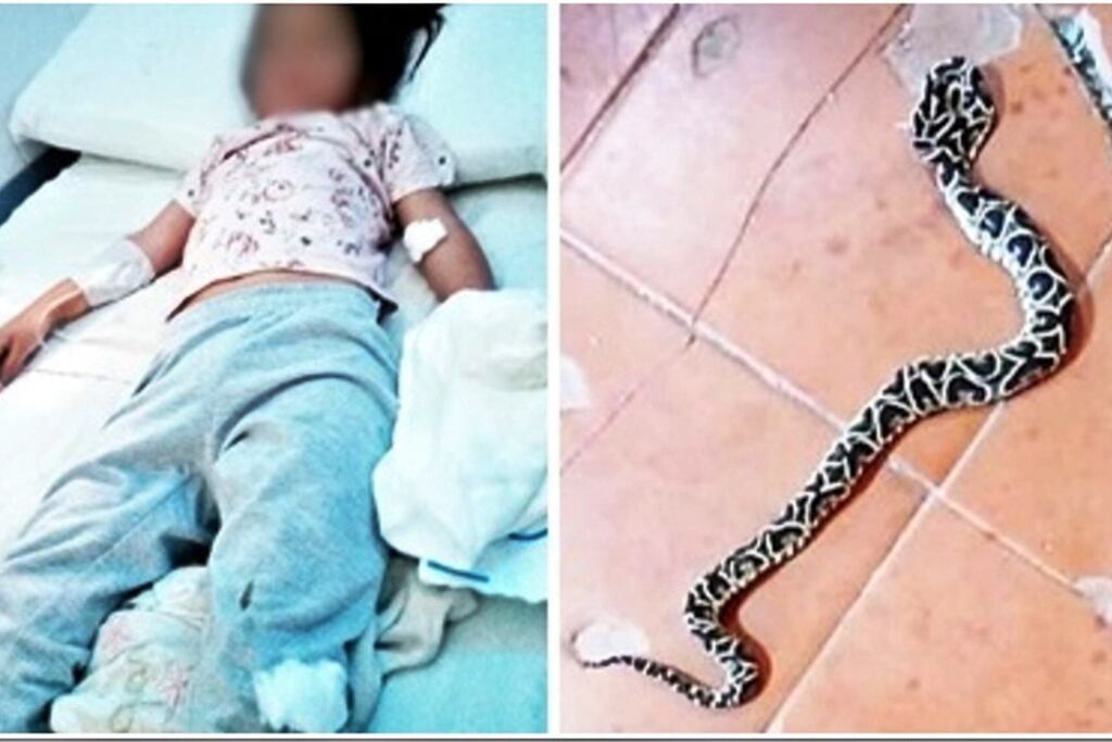 Una niña de 4 años fue mordida por una yarará mientras jugaba en una escuela de Federal
