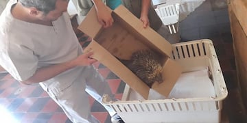 Eldorado: resguardaron a un erizo herido.
