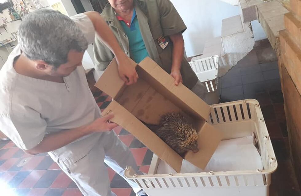 Eldorado: resguardaron a un erizo herido