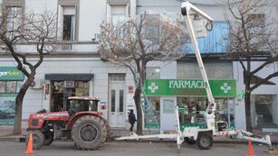 Pusieron una red para aves en un árbol del centro