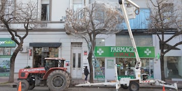 Pusieron una red para aves en un árbol del centro