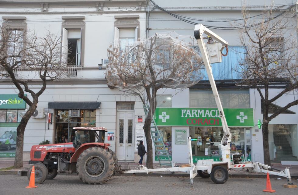 Redes en árboles y gel disuasorio, alternativas ante la gran presencia de aves en el centro rafaelino