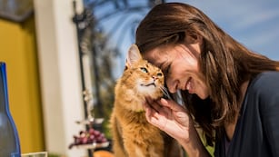 Día del gato: la enfermedad silenciosa que puede afectar a tu gato y de la que deberías estar alerta. Foto: Gentileza Kechum