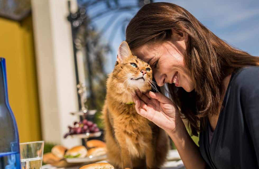 Día del gato: la enfermedad silenciosa que puede afectar a tu gato y de la que deberías estar alerta