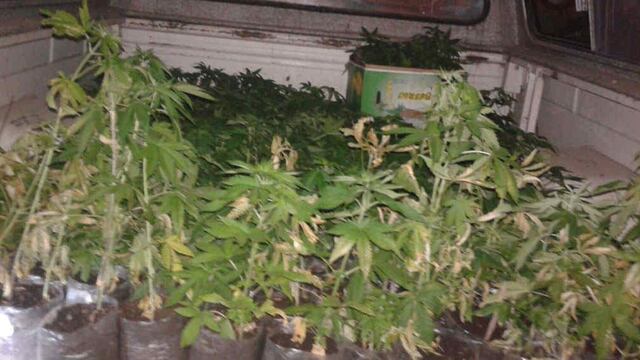 Un incendio hizo que la policía encontrara más de 60 plantas de cannabis (Imagen ilustrativa - Prensa de Policía).