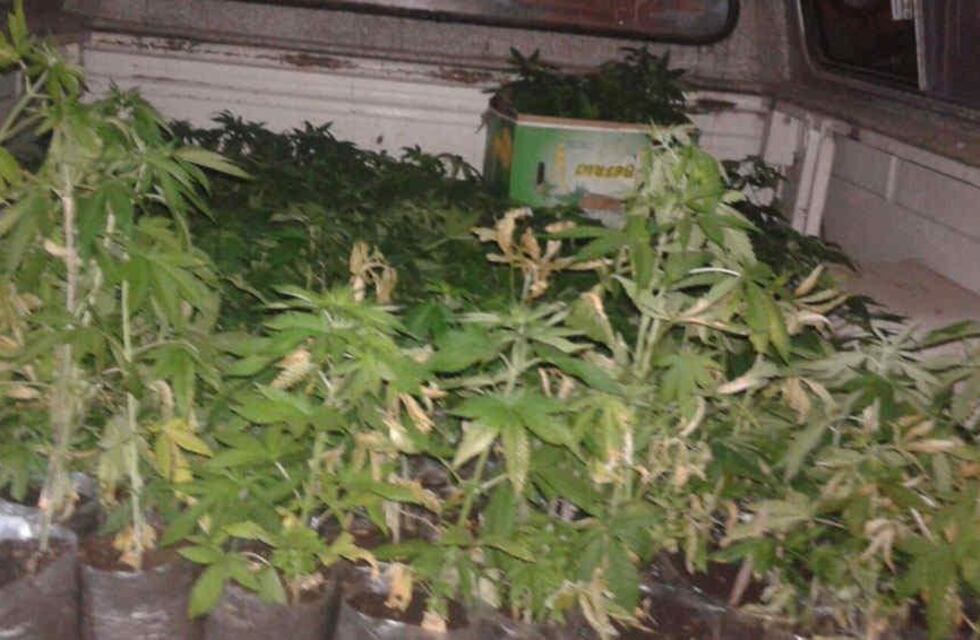 Se incendió su casa, lo auxiliaron los bomberos y encontraron más de 60 plantas de cannabis