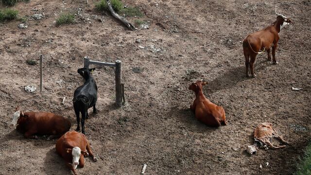 El Gran Chaco está enfrentando creciente presión ante la expansión del cultivo de soja y la cría de ganado para cumplir con la demanda global de alimentos.