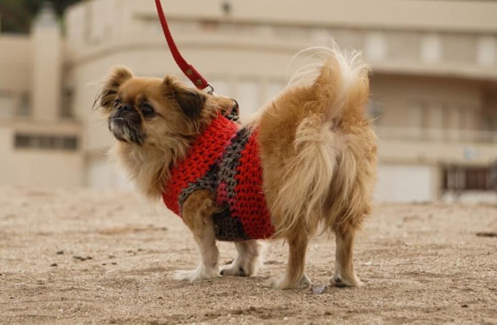 Nuevo cronograma del quirófano móvil y la vacunación antirrábica para animales