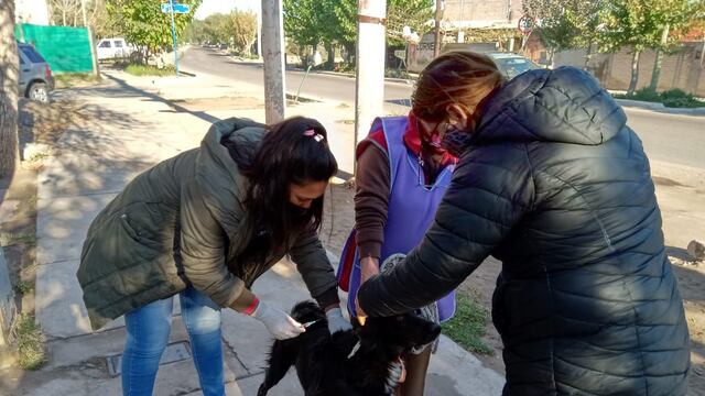 Comenzaron a recorrer los barrios de San Rafael vacuanando a los perros con la antirrábica.
